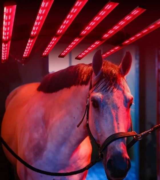 سولاريوم الخيل - تحسين الدورة الدموية